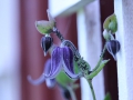 SvenskaNyheter_2019-07_Schweden_Clematis_02