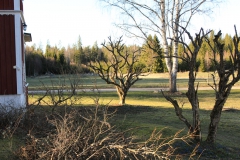 SvenskaNyheter_2019-04-01_Schweden_Fruehling