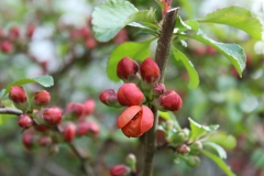 SvenskaNyheter_2019-05-07_Schweden_Zierapfel