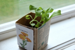 SvenskaNyheter_2019-05-09_Schweden_Ringelblume