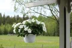SvenskaNyheter_2019-05-18_Schweden_Petunie