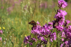 SvenskaNyheter_2019-06-06_Schweden_02