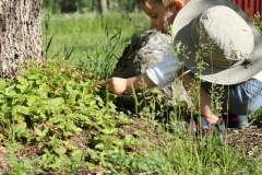 SvenskaNyheter_2019-06-14_Schweden_Walderdbeere_