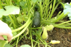 SvenskaNyheter_2019-07-27_Schweden_Zucchini