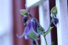 SvenskaNyheter_2019-07_Schweden_Clematis_02