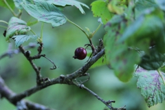 SvenskaNyheter_2019-07_Schweden_Johannisbeere_03