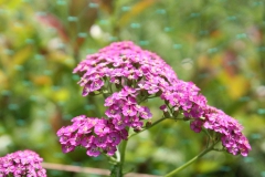 SvenskaNyheter_2019-08-05_Schweden_Schafgarbe