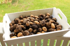 SvenskaNyheter_2019-08-19_Schweden_Kartoffeln