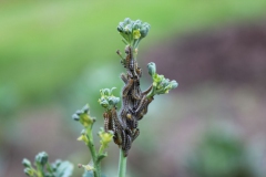 SvenskaNyheter_2019-08-23_Schweden_Kohlraupe