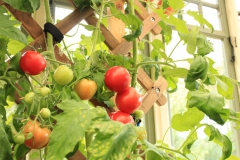 SvenskaNyheter_2019-09-16_Schweden_Tomate