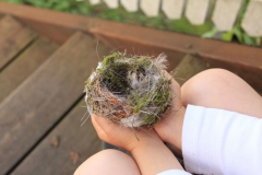 SvenskaNyheter_2019-09-22_Schweden_Vogelnest
