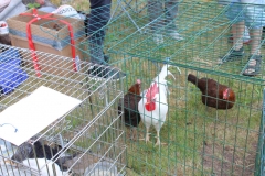 Hühnermarkt im schwedischen Domaryd.