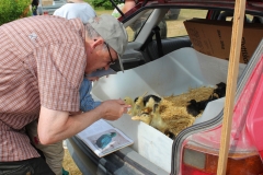Hühnermarkt im schwedischen Domaryd.