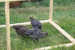 Hühnermarkt im schwedischen Domaryd.