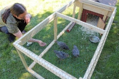 Hühnermarkt im schwedischen Domaryd.