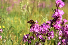 SvenskaNyheter_2019-06_Schweden_Korroe_14