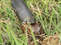 Eine Schlange verschlingt einen Frosch. Wahrscheinlich keine Kreuzotter, sondern eine Ringelnatter. Fotografiert 2023 in Schweden