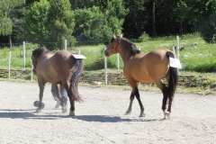 SvenskaNyheter_2017-07-09_Schweden_Ranchfest_09