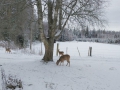 SvenskaNyheter_2018-02-06_Schweden_Rehe_01_1920x1080