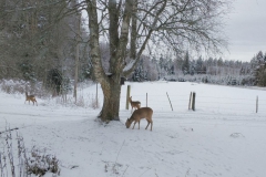 SvenskaNyheter_2018-02-06_Schweden_Rehe_01_1920x1080 SvenskaNyheter_2018-02-06_Schweden_Rehe_01_1920x1080
