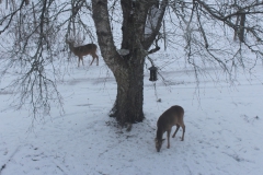 SvenskaNyheter_2018-02-06_Schweden_Rehe_02_1920x1080