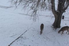 SvenskaNyheter_2018-02-06_Schweden_Rehe_03_1920x1080