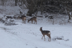 SvenskaNyheter_2018-02-06_Schweden_Rehe_05_1920x1080