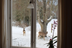 SvenskaNyheter_2018-02-09_Schweden_Rehe_06_1920x1080