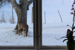 SvenskaNyheter_2018-02-09_Schweden_Rehe_07_1920x1080