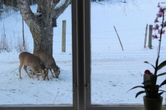 SvenskaNyheter_2018-02-09_Schweden_Rehe_08_1920x1080