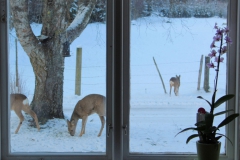 SvenskaNyheter_2018-02-09_Schweden_Rehe_09_1920x1080