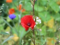 Spätsommer 2018 in Südschweden