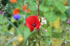 Spätsommer 2018 in Südschweden