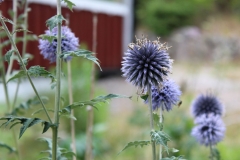 Spätsommer 2018 in Südschweden