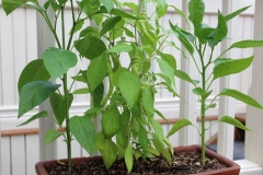 Spätsommer 2018 in Südschweden