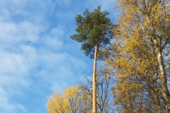 SvenskaNyheter_2018-12-31_Schweden_Impressionen_04 SvenskaNyheter_2018-12-31_Schweden_Impressionen_04